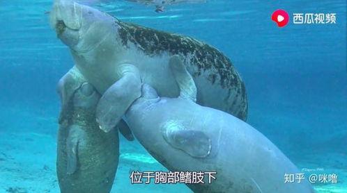 吃瓜动物视频下载免费观看,免费下载观看吃瓜动物视频,畅享欢乐时光 第3张 吃瓜动物视频下载免费观看,免费下载观看吃瓜动物视频,畅享欢乐时光 第3张